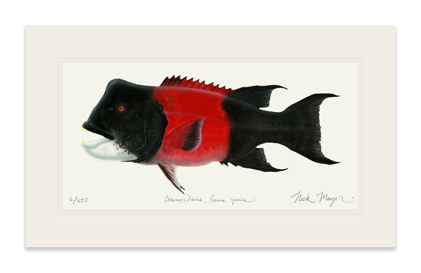 Bull CA Sheephead II Print