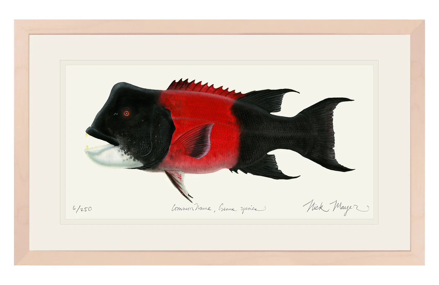 Bull CA Sheephead II Print