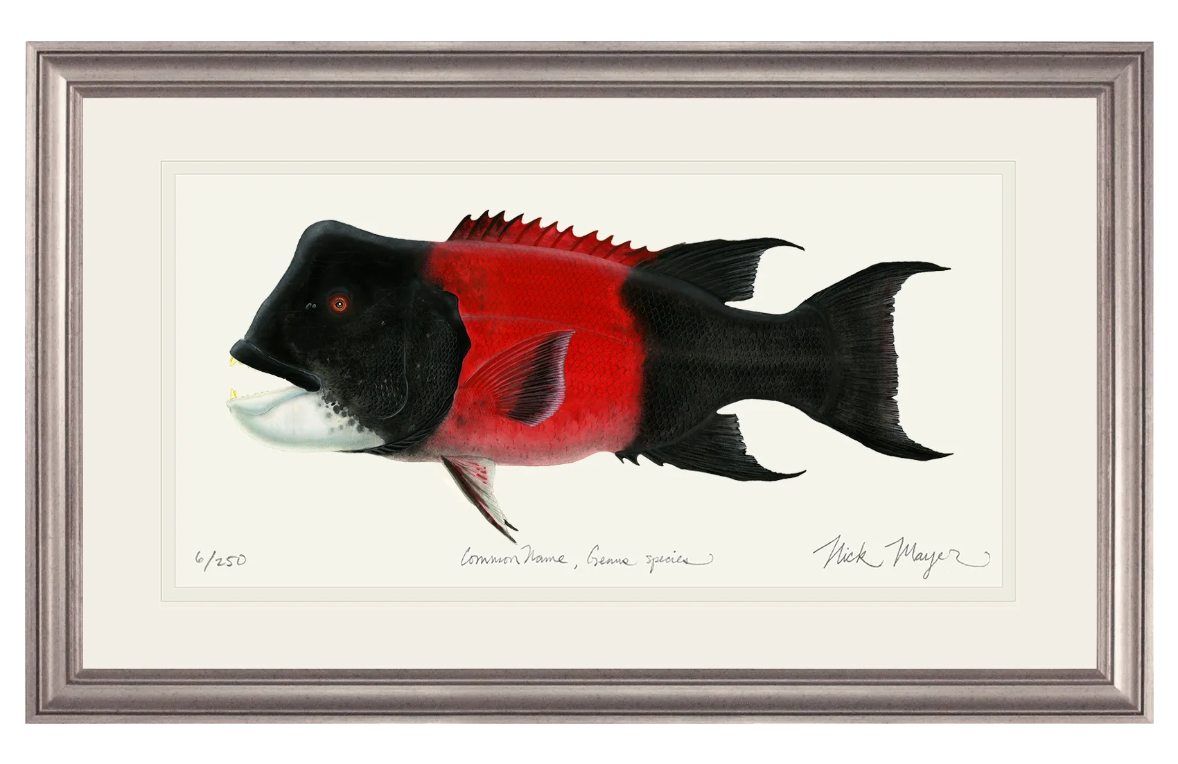 Bull CA Sheephead II Print