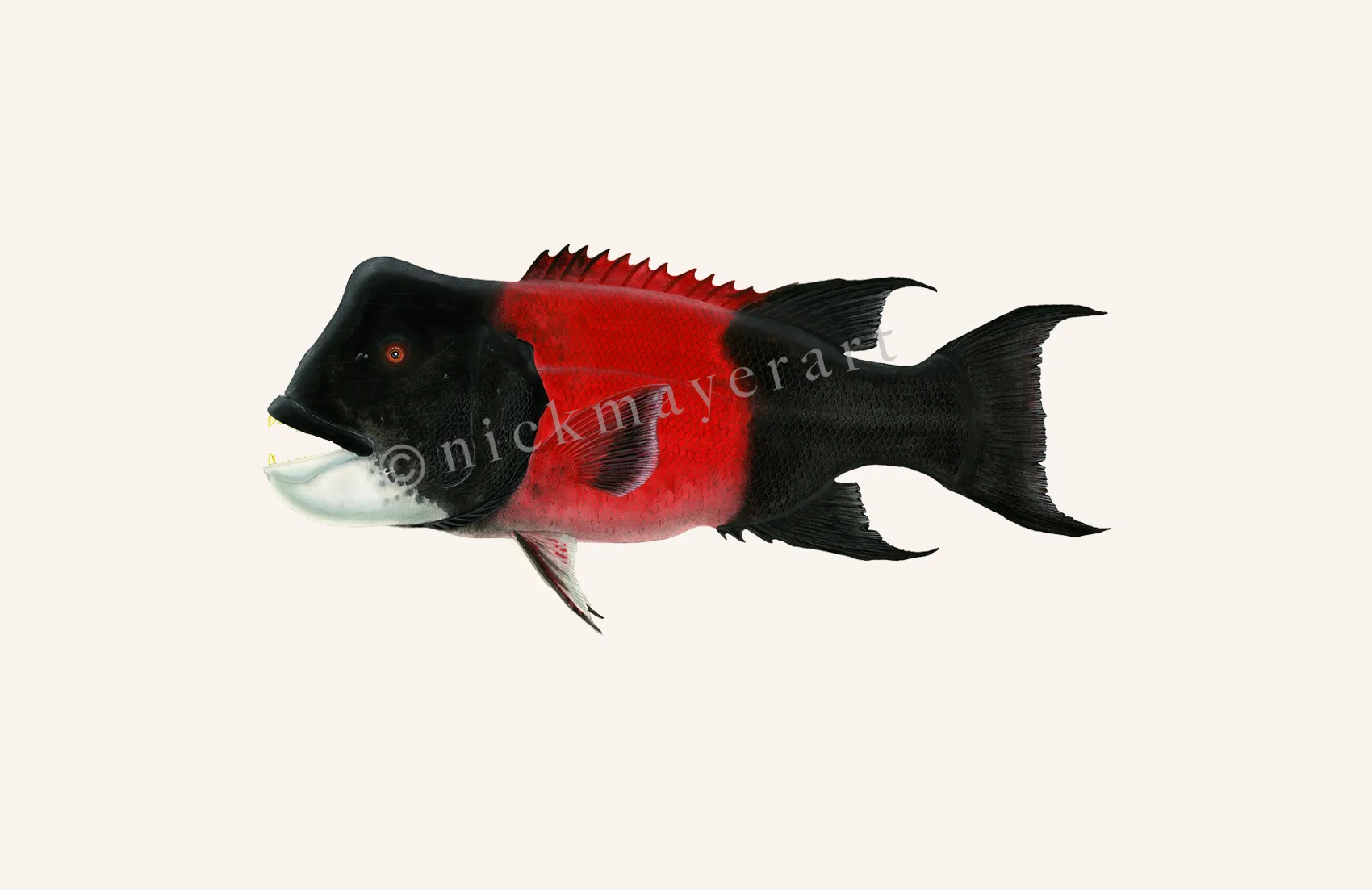 Bull CA Sheephead II Print