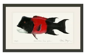 Bull CA Sheephead II Print