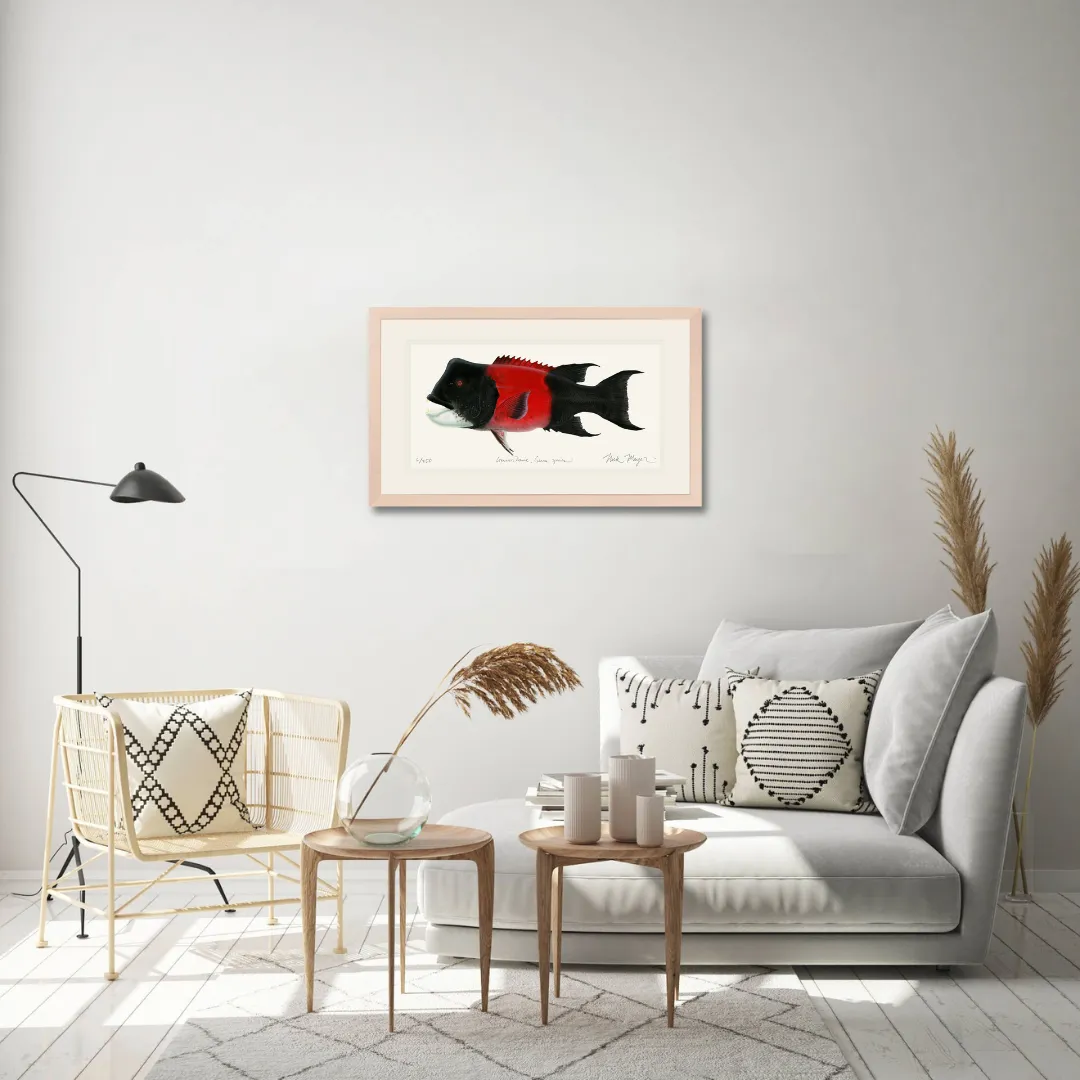 Bull CA Sheephead II Print